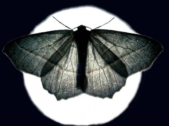 Adesivi a LED con pipistrelli 3D, 24 Pezzi Halloween Decorazioni Pipistrelli Luminosi a LED, Rimovibile LED Pipistrelli Decorazione da parete, per Bar, Feste Di Halloween, decorazione da Casa
