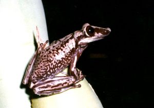 rana