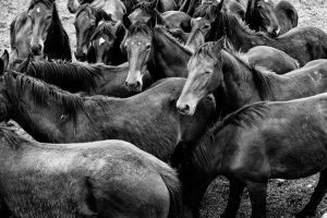 Francesca-Todde-TransHumance-2013-behance-001