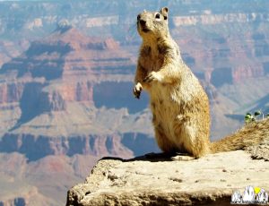 GRANDCANYONimg5