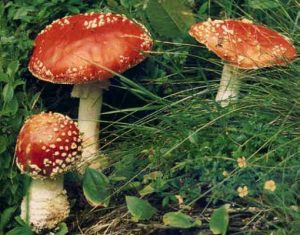 INTOSSICAZIONE