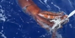 calamaro-gigante-guinness-squid-giappone-tokio-video