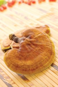 funghi
