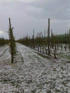 grandine agricoltura campi (2)