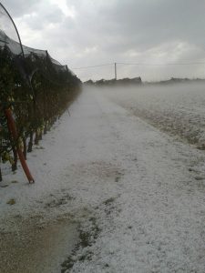grandine agricoltura campi (5)
