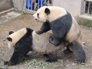 PAY-Lu-Lu-and-Zhen-Zhen.jpg