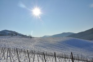 vigneto neve 02