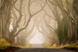 The Dark Hedges, Irlanda 