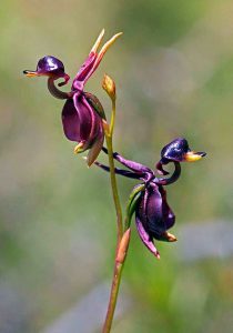 Flying-Duck-Orchid-Caleana