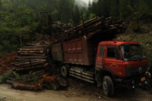 Field investigation: Deforestation in UNESCO Sichuan Giant Panda Sanctuaries