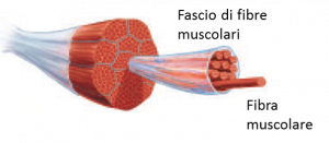 Le fibre muscolari (1)