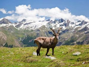 PARCO GRAN PARADISO 2