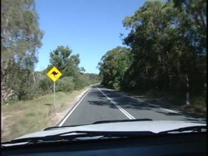 canguro-cartello-stradale-strada-provinciale
