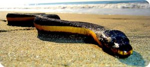 serpente