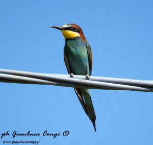 2_Gianluca_Congi©_Un Gruccione nei pressi del sito di nidificazione