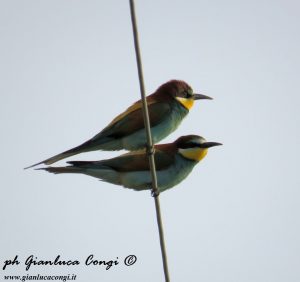 3_Gianluca_Congi©_Coppia di gruccioni nidificante in Sila