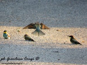 4_Gianluca_Congi©_Gruccioni al tramonto