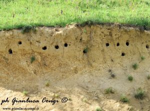 5_Gianluca_Congi©_Sito di nidificazione di Gruccione in Sila