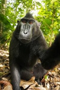 CATERS_MONKEY_SNAPPER_02_MGTHUMB-INTERNA