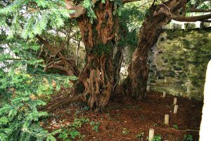 GB: albero millenario sta cambiando sesso
