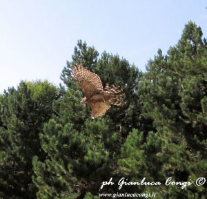 Ph. Gianluca Congi- Parco Nazionale della Sila