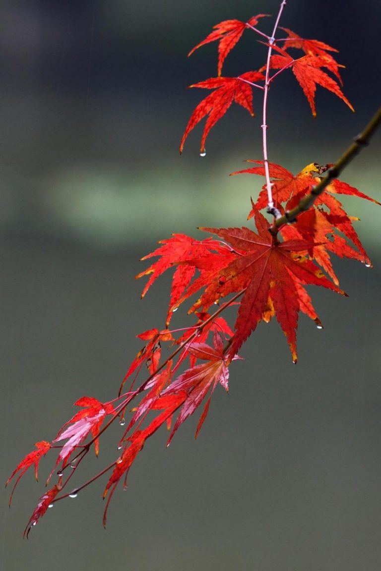 Foglie D'acero Rosso D'autunno Appese Con Il Cuore Di Lombata Sulla Corda Su Fondo Bianco Penzolanti Panno Sfondo Piatto Piano Vista Image162961203