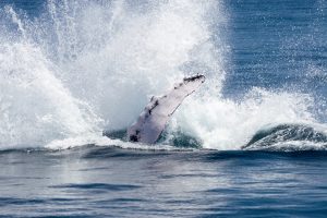 humpback whales near samana