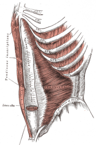muscolo piramidale