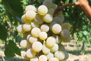 news_foto_32105_uva_falanghina