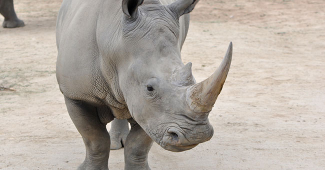 rinoceronti trasferimento embrionale