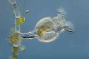 The Bdelloid rotifer Philodina megalotrocha