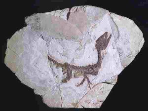 scipionyx
