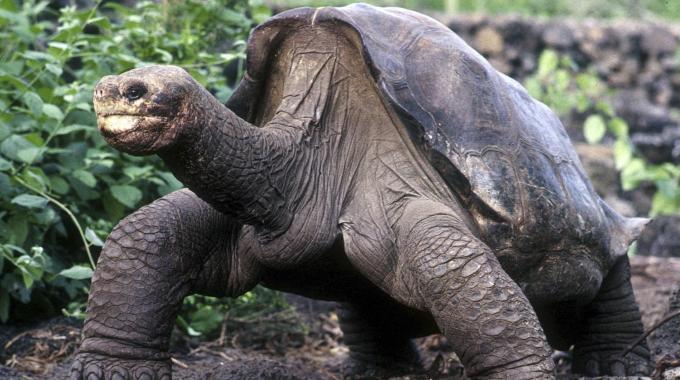 Gli Scienziati Vogliono Riportare In Vita I Dinosauri