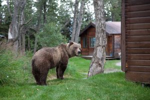 4042_bassa_1_Alaska