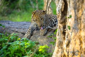 4042_bassa_8_SriLanka
