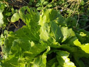 Ceneri laviche su produzioni agricole a foglia larga