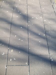 Chewing_gum_