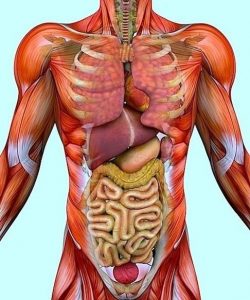 img_che_organi_ci_sono_a_sinistra_del_corpo_umano_14559_orig