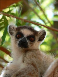 lemuri del madagascar