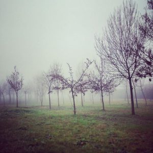 nebbia 02