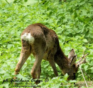 Ph Gianluca Congi - Nelle radure della Sila, un maschio di Capriolo al pascolo