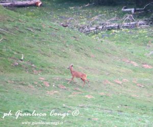 Ph Gianluca Congi - Un maschio di Capriolo nel cuore della Sila Grande (Cosenza)
