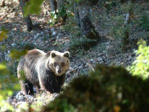PARCO NAZIONALE ABRUZZO 1