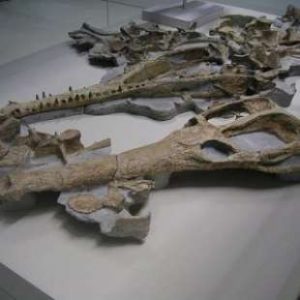 machimosaurus-rex-753477_tn