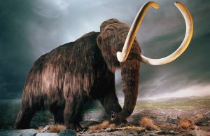 mammut