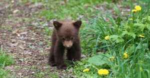 orso