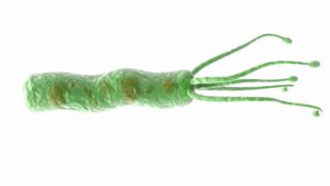 443237215-gastritis-ulcera-helicobacter-pylori-tubo-digestivo