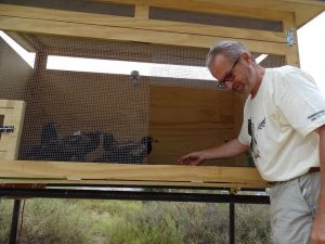 Guido Ceccolini e i capovaccai in procinto del rilascio in natura
