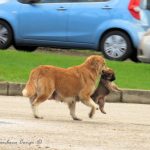Cosenza, mamma cane salva il suo cucciolo dal traffico [FOTO]