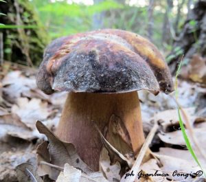 Gianluca_CONGI_Boletus_aereus